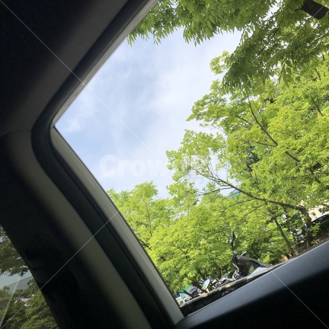 파릇함,드라이브,초여름,하늘,무더위,봄바람
