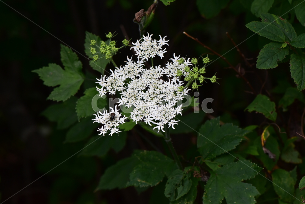 어수리,야생화,식물,자연,꽃,생태,힐링,플라워,wildflower,flower,plants,nature,season,감성,느낌,emotion,feeling,여름,여러해살이풀,산형과,어수리속,흰색꽃,식물,자연,plants,nature,꽃,flower