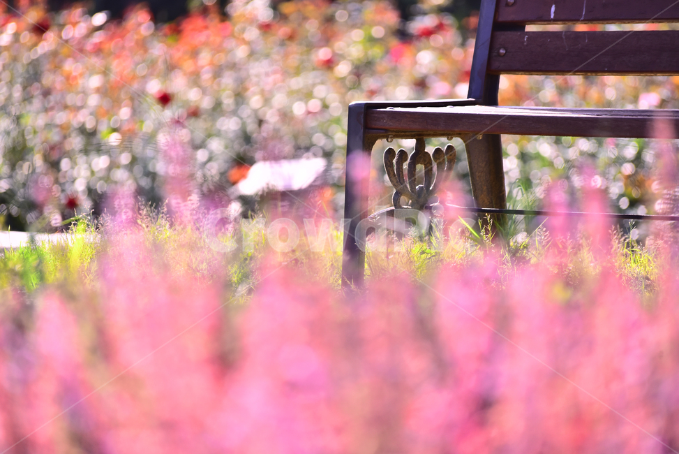 의자,쉼터,빈의자,chair,휴식,핑크색,화초,화단,정원,garden,flowers,분홍색,pink,야외,꽃밭,배경,바탕,백그라운드,park,식물,plant,flower,꽃,blossom,식물,자연,plants,nature