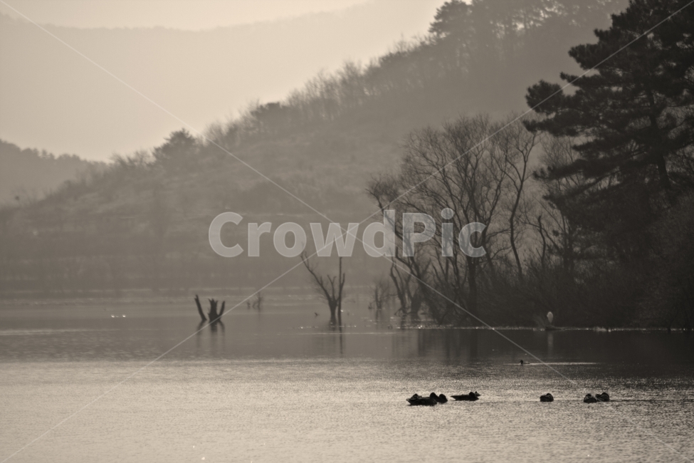 자연,풍경,오리,고요함,잔잔함,wallpaper,landscape,자연,풍경,nature,landscape,동물,animal,조류,새,birds