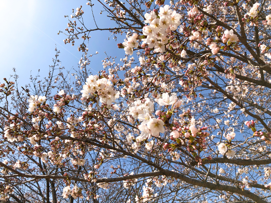 벚꽃,cherryblossom,체리블라썸,벚꽃나무,한국벚꽃,blossom,flower,꽃,blooming