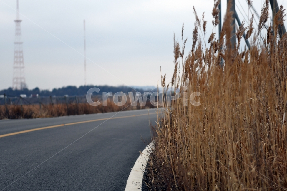 갈대,갈대밭,우음도,겨울갈대,길,풍경,강아지풀,겨울,계절,winter,season,식물,자연,plants,nature