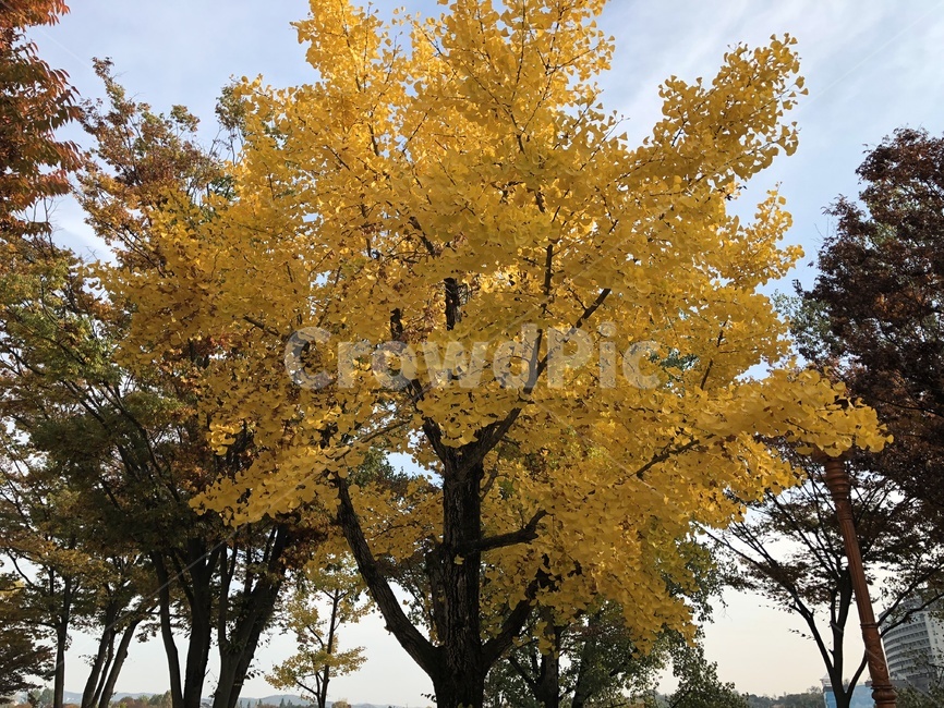 나무tree,plant,maple,노랑,단풍,가을,계절,fall,autumn,season