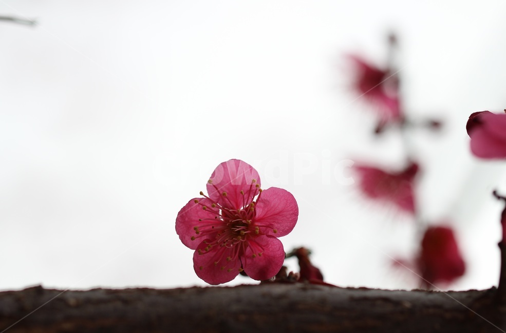 매화,홍매화,식물,꽃,flower,식물,자연,plants,nature,꽃,flower