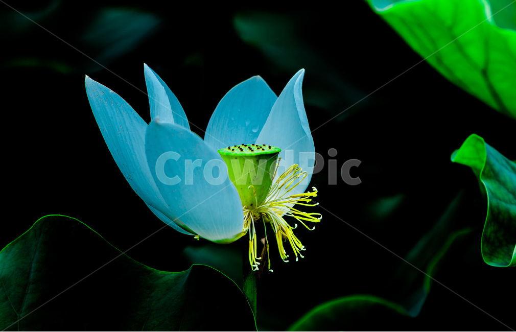 연꽃,연잎,문양,무늬,패턴,식물,자연,plants,nature,꽃,flower