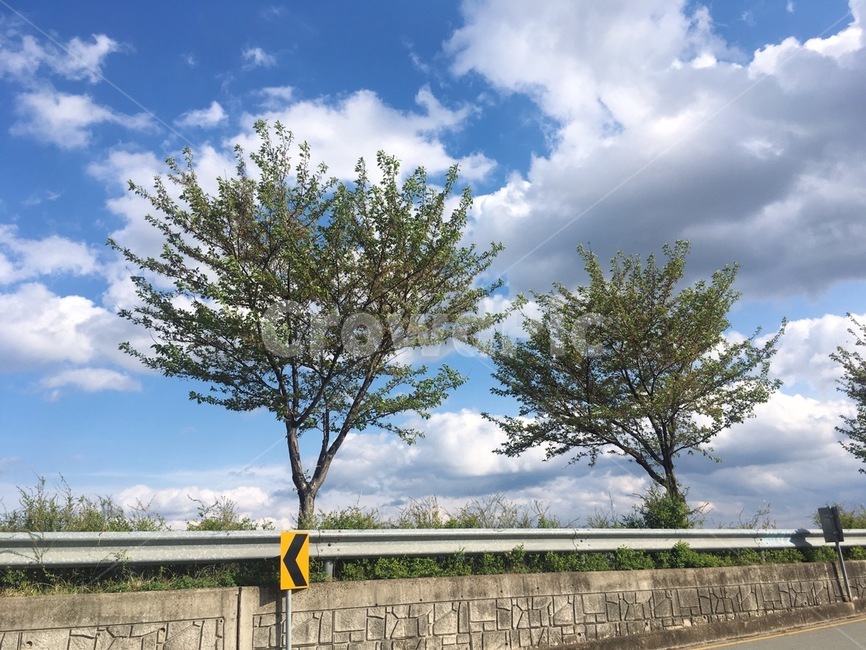 나무,식물,구름,하늘,tree