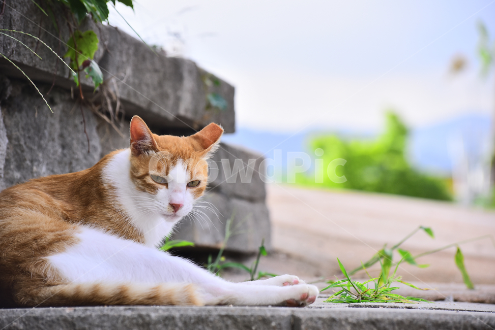 반려동물,고양이,냥이,길냥이,들고양이,들냥이,동물,표정,배경,바탕,백그라운드,애완동물,눈빛,휴식,바라보다,cat,animal,동물,animal,포유류,mammal,고양이,cat,kitten,kitty