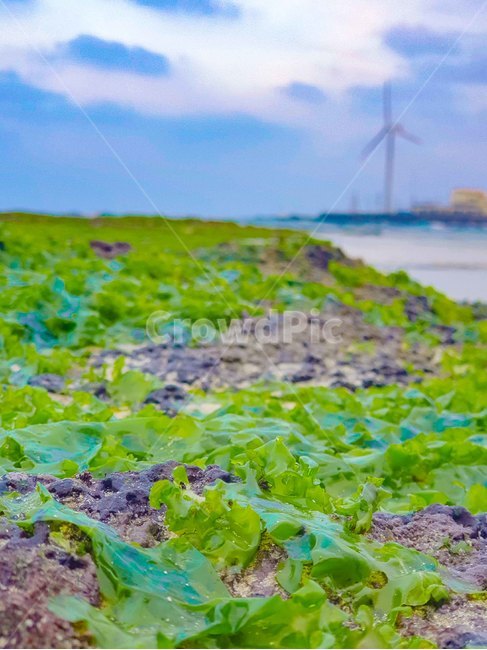 배경화면,풍력,이끼,아웃포커스,바다,wind,power,moss,green,sky,하늘,plant,식물
