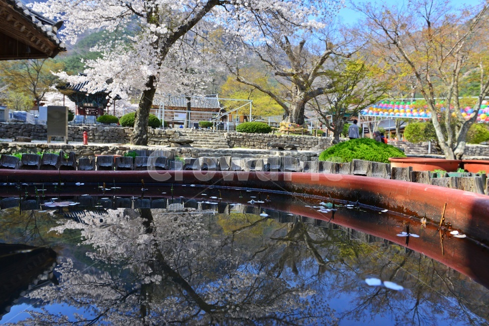 nature,자연,landscape,경치,outdoors,옥외,scenery,풍경,봄,계절,부안,내소사,벚꽃,사찰,불교,절,반영,연못