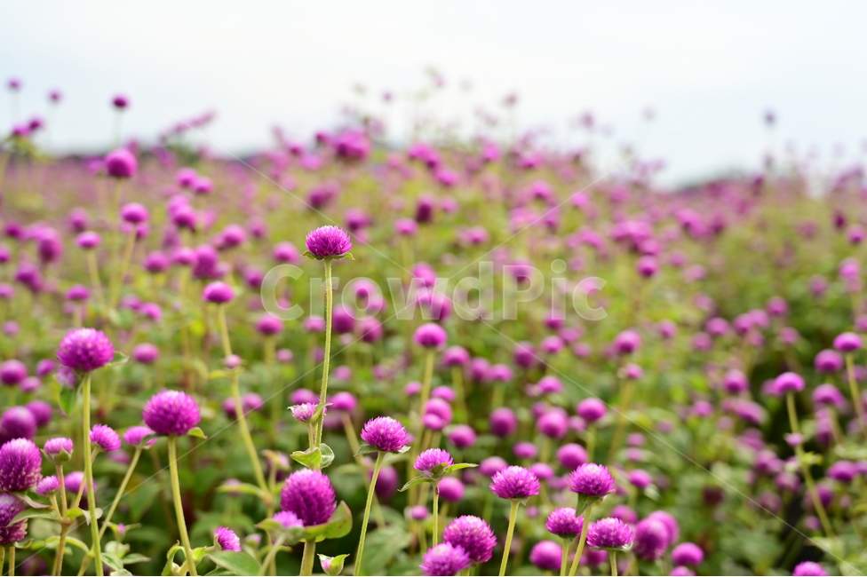 plant,식물,blossom,꽃,flower,purple,보라색,천일홍,식물,자연,plants,nature