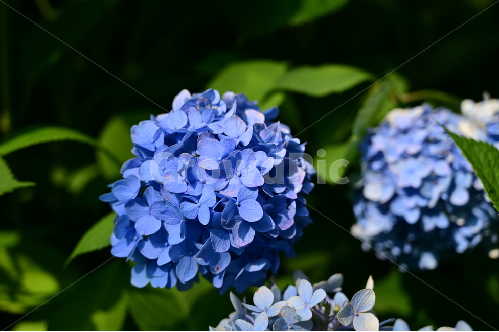 꽃,flower,수국,hydrangea,식물,자연