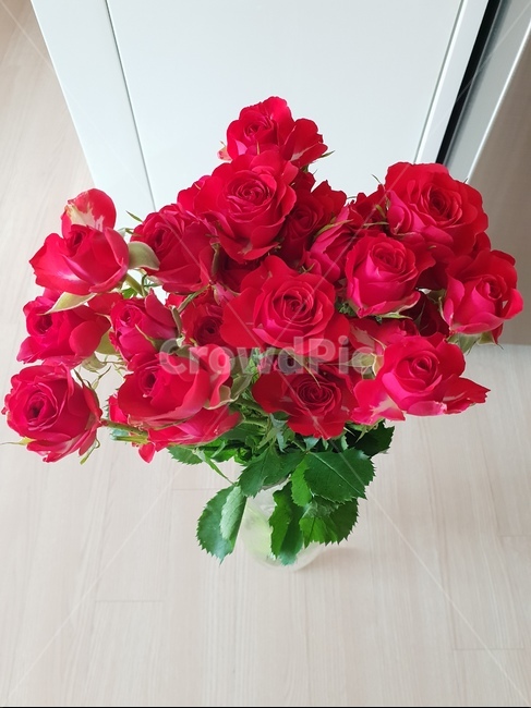 꽃,장미,로멘틱,결혼기념일,레드,식물,자연,plants,nature,꽃,flower,기념일,축하,anniversary,congratulation,celebrate,celebration