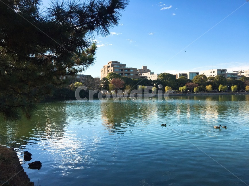 오리,공원,호수,정원,동물,자연,풍경,식물,하늘,duck,park,lake,animal,nature