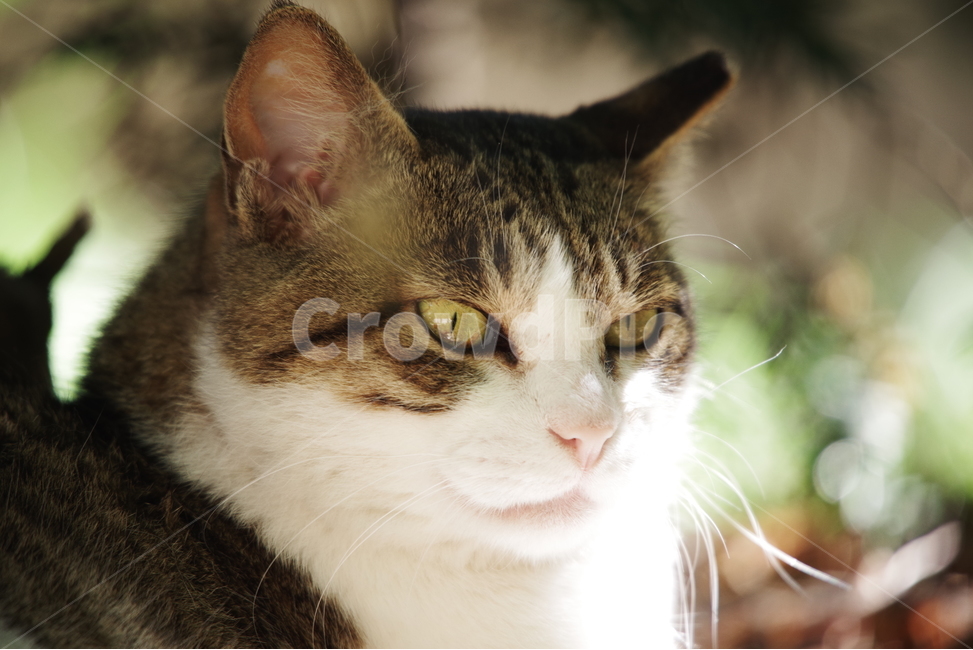 고양이,길냥이,길고양이,반려동물,동물,생명,자연,포유류,cat,kitty,kitten,cute,lovely,adorable,pet,animal,mammal,nature,natural,streetcat,wildcat,wild,야생,동물,animal,포유류,mammal,고양이,cat,kitten,kitty