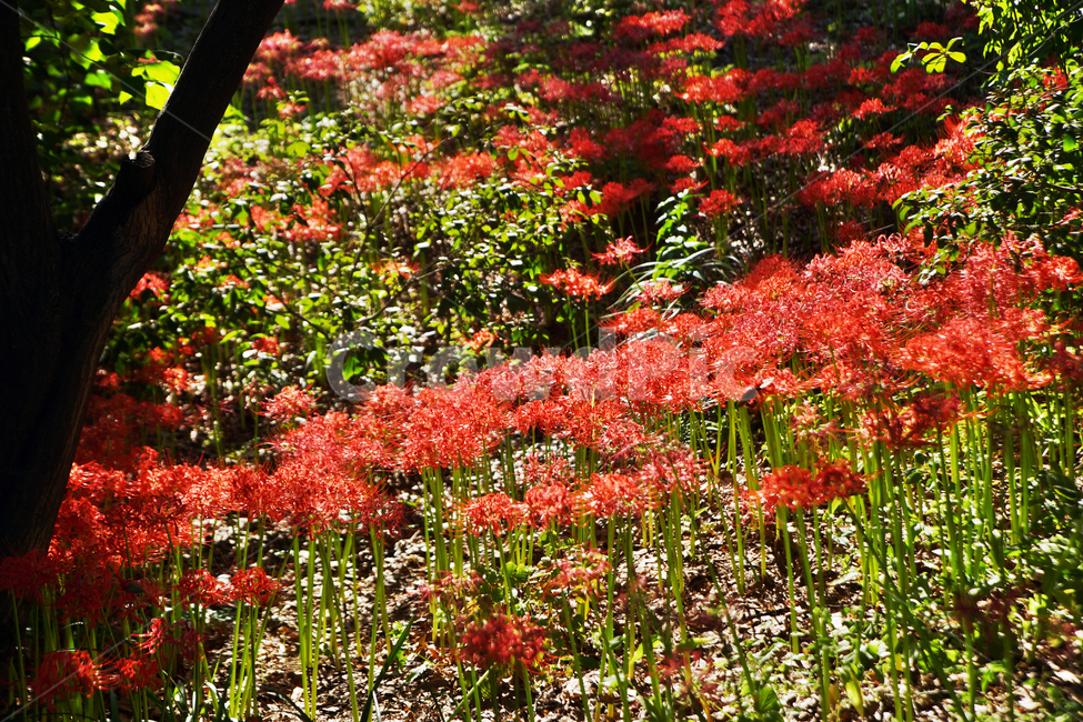 꽃무릇,상사화류,석산,독무릇,산오독,산두초,redspiderlily,가을,빨간꽃,수선화과,식물,화단용,꽃꽂이용,식물,자연,plants,nature,꽃,flower