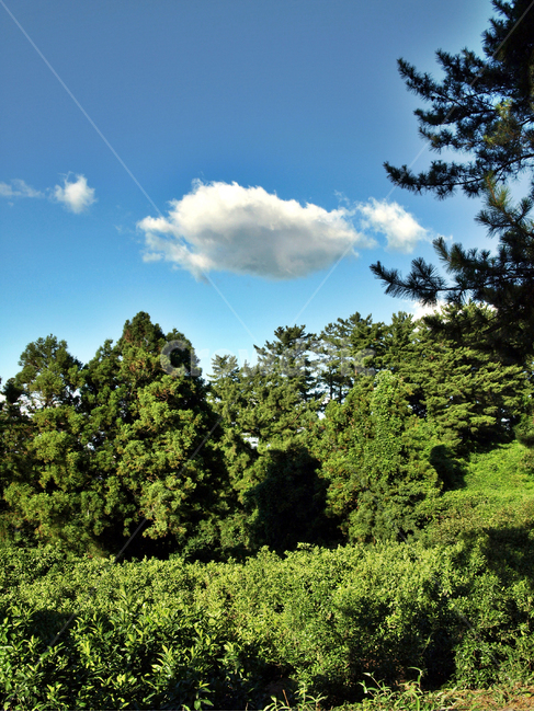 올레16코스,올레,푸른하늘,흰구름,제주,자연,숲,자연,풍경,nature,landscape,tree,나무,plant,식물,fir,전나무