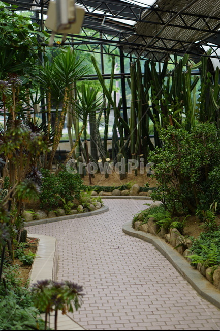 온실,인천대공원,선인장,나무,초록,자연,식물,자연,plants,nature,나무,trees,wood