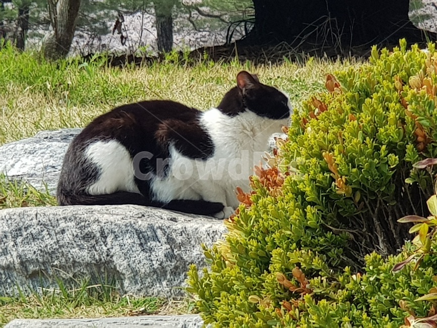 고양이,길고양이,점박이,검은색,흰색,쳐다보는,째려보는,앉아있는고양이,풀위고양이,자연속고양이,동물,animal,포유류,mammal,고양이,cat,kitten,kitty