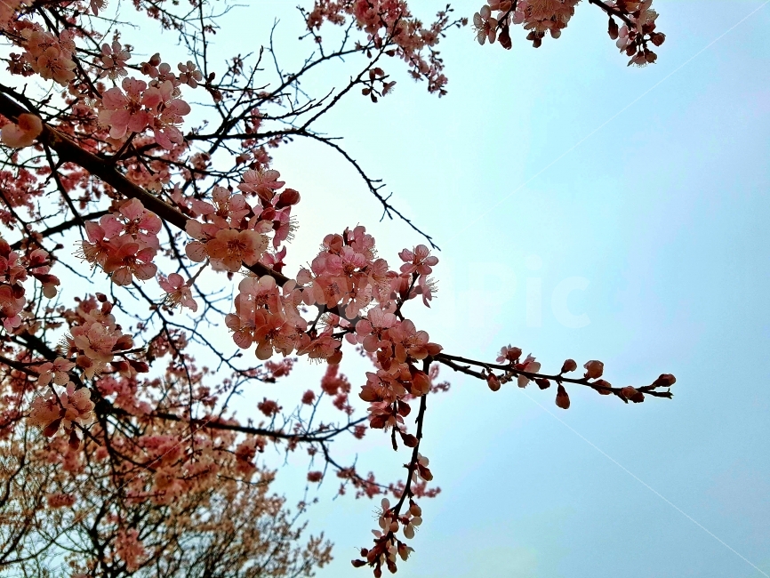 벚꽃,매화,홍매화,하늘,아름다운,파란,푸른,나무,가지,핑크,분홍,색,색깔,화려한,예쁜,뷰티,식물,자연,plants,nature,봄,계절,spring,season,꽃,flower,plant,blossom