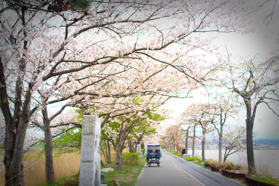 벚꽃,봄,감성,왕벚꽃,강릉경포대,경포대벚꽃,꽃,cherryblossom,flower,자연,힐링,봄,계절,spring,season,꽃,flower,plant,식물,blossom