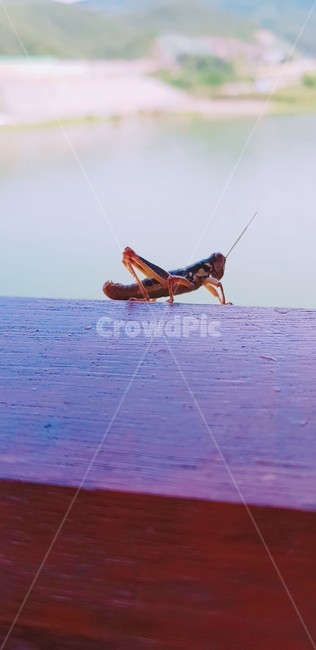 곤충,매뚜기,강,자연,풍경,동물,animal,곤충,벌레,insect,bug