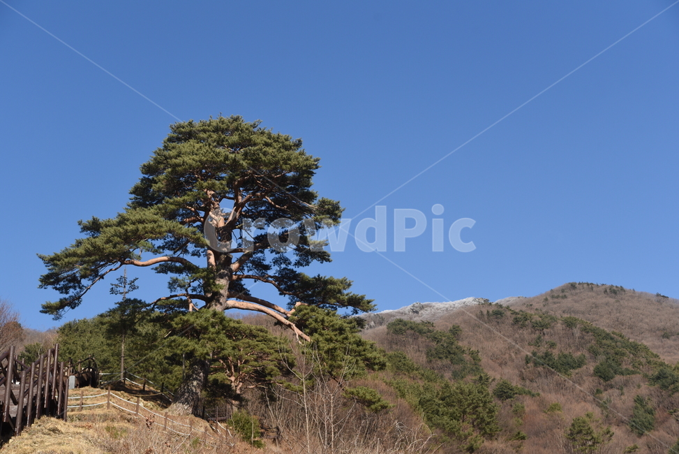 지리산,뱀사골,천년송,명품소나무,와운리,국립공원,천년기념물,신목,소나무,나무,nature,자연