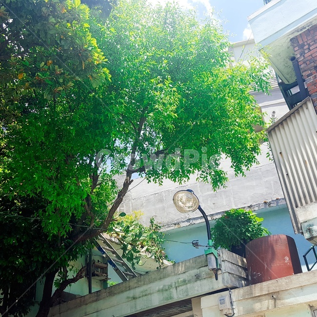 풍경,여름,쨍한,하루,조명