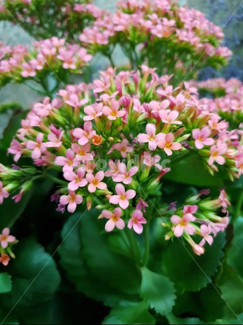 plant,식물,flower,꽃,blossom,꽃,flower