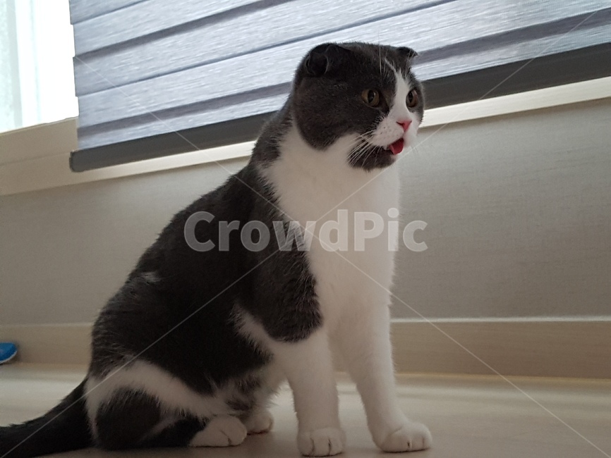 고양이,pet,동물,cat,스코티쉬폴드,동물,animal,포유류,mammal,고양이,cat,kitten,kitty
