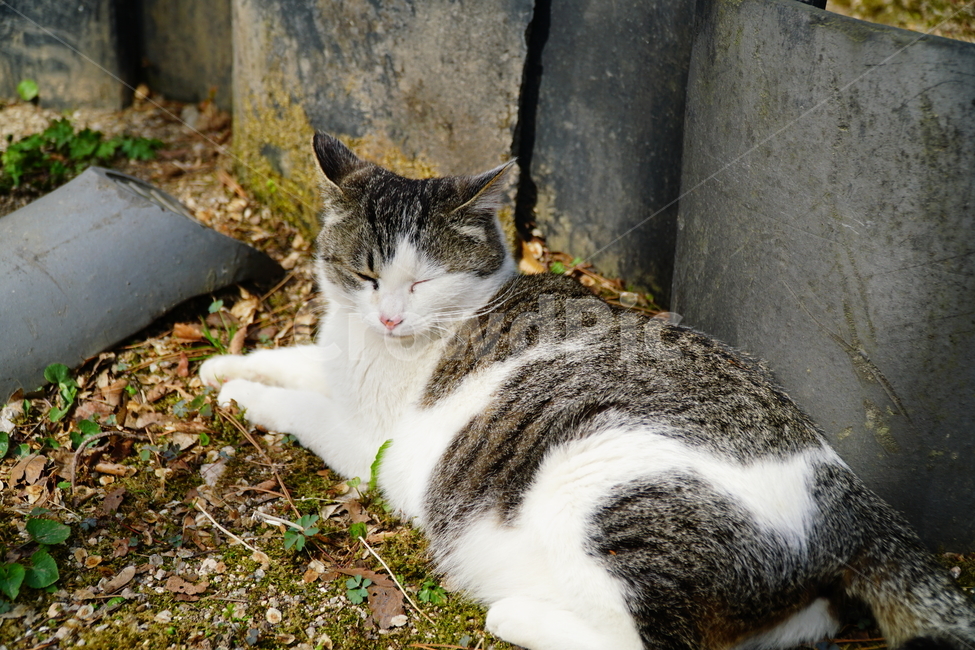 고양이,길고양이,동물,포유류,cat,animal,야옹,냐옹,야옹이,냐옹이,삼색고양이,4월,봄,april,spring,풍경,landscape,alleycat,짐승,식물,꽃밭,화단,동물,animal,포유류,mammal,고양이,cat,kitten,kitty