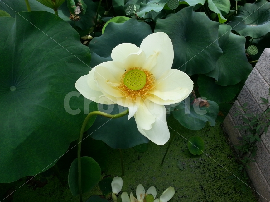 연꽃,연잎,세미원,초록,흰색,식물,자연,plants,nature,꽃,flower