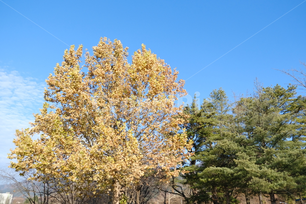 가을,나무,가을끝,하늘,나무들,가을,계절,fall,autumn,season