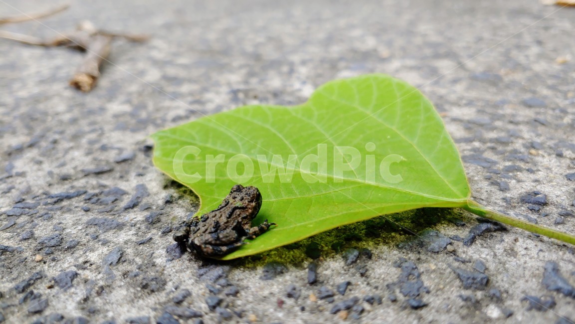 개구리,frog,babyfrog,nature,새끼개구리,작은개구리,leafandfrog