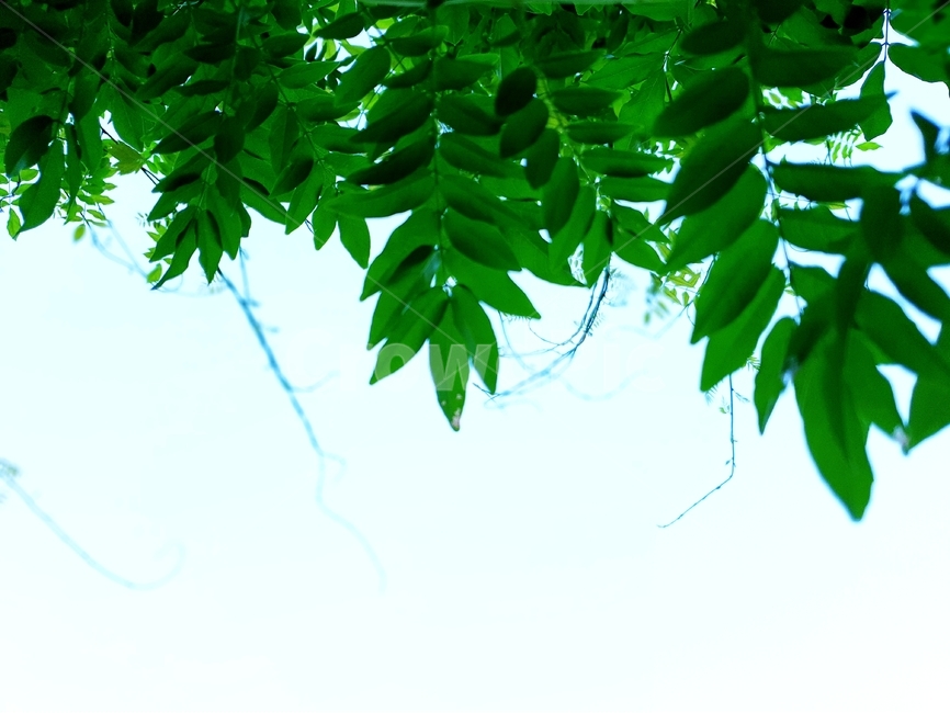 식물,자연,하늘,green,nature,그린,초록,배경,백그라운드,배경이미지,background,여름,힐링,식물,자연,plants,nature