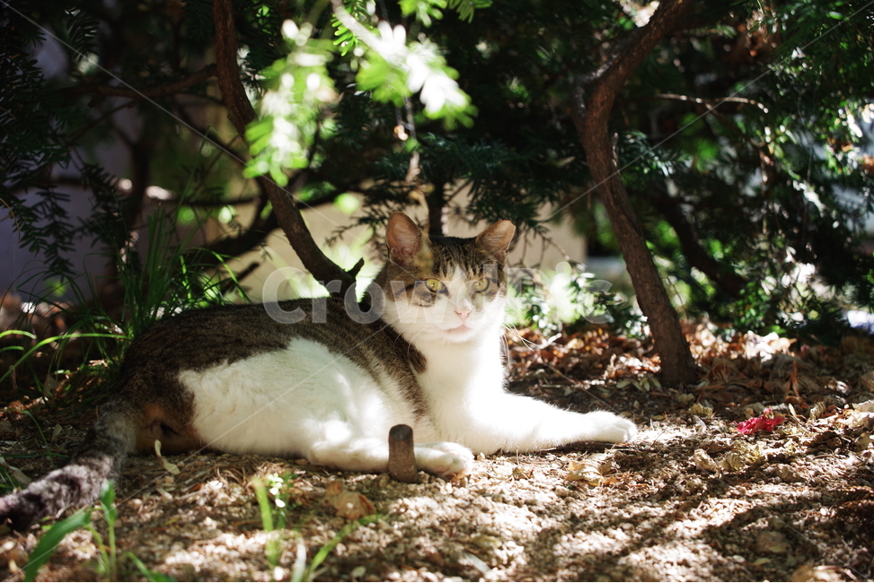 고양이,길냥이,길고양이,반려동물,동물,생명,자연,포유류,cat,kitty,kitten,cute,lovely,adorable,pet,animal,mammal,nature,natural,streetcat,wildcat,wild,야생,동물,animal,포유류,mammal,고양이,cat,kitten,kitty