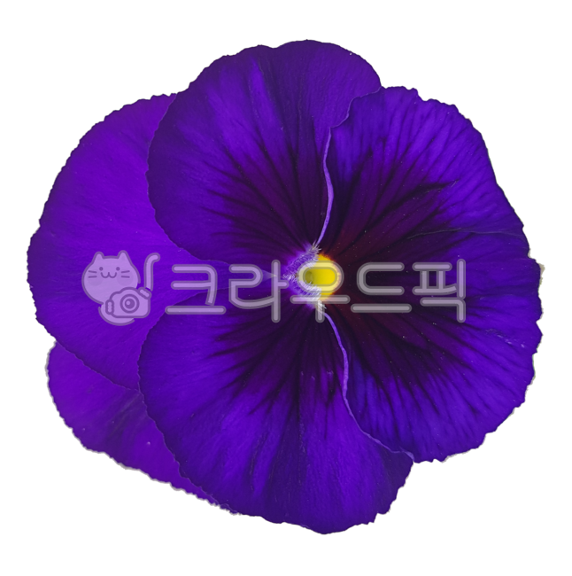 팬지꽃,팬지,꽃,flower,보라색팬지