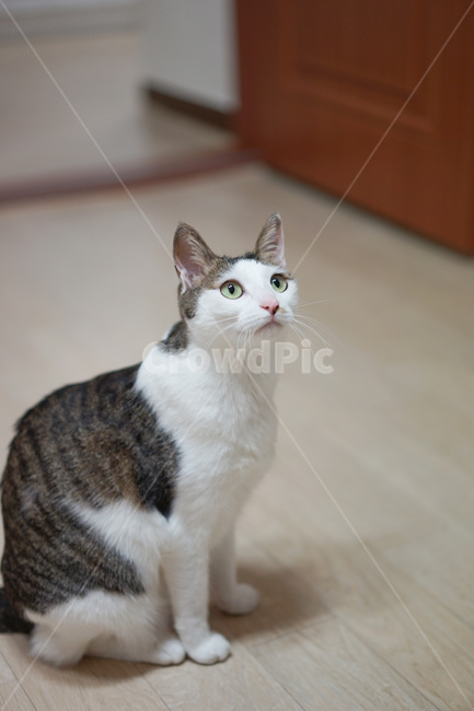 고양이,야옹이,코리안숏헤어,반려묘,미묘,애완동물,동물,animal,포유류,mammal,고양이,cat,kitten,kitty