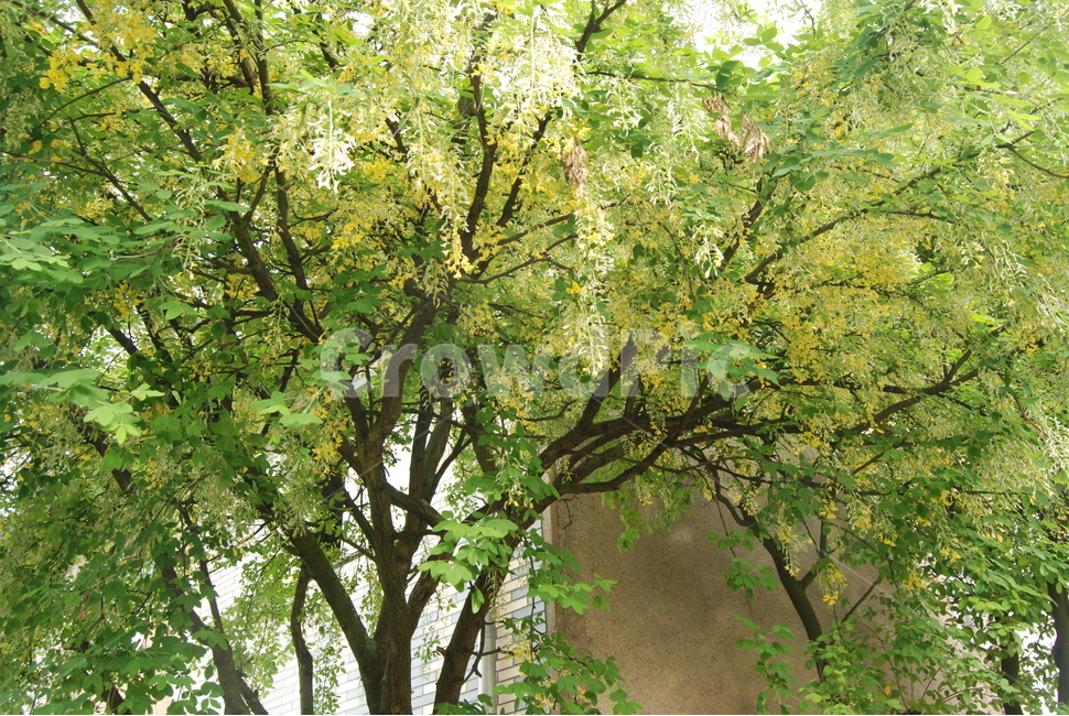 나무,식물,자연,환경,여름,가을,계절,식물,자연,plants,nature