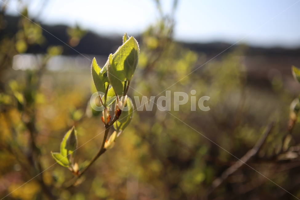 봄,새싹,꽃,그린,spring,flower,green,식물,자연,plants,nature