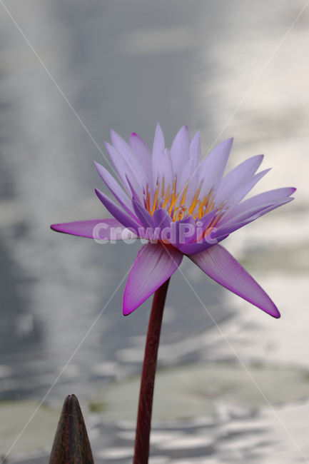 연꽃,꽃,flower,lotus,식물,plant,보라색꽃,보라꽃,blossom