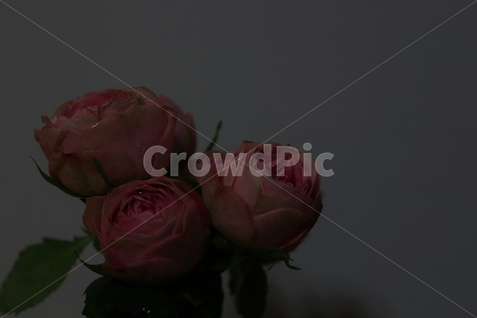 장미,미니장미,분홍장미,분홍꽃,rose,flowers,plants,감성,감성사진,어둠