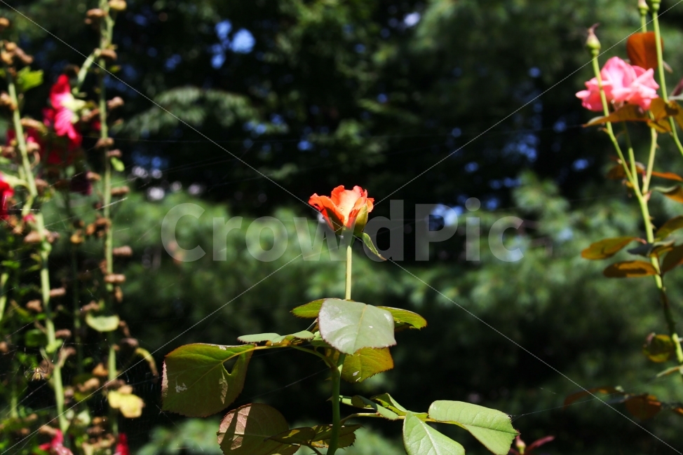 자연,꽃,감성사진,여름,장미,감성,몽환적,rose,nature,flower,summer,식물,자연,plants,nature,꽃,flower