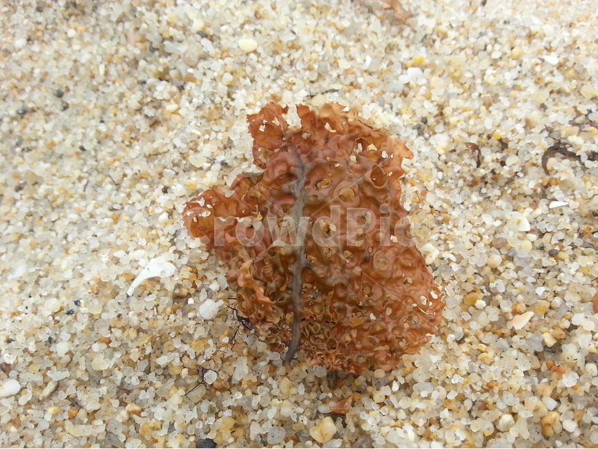 모래,해초류,미역,다시마,single,tangle,tangleweed,sand