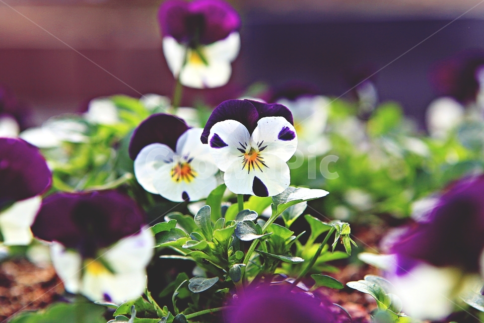 봄꽃,꽃,식물,자연,배경,식물,자연,plants,nature,꽃,flower