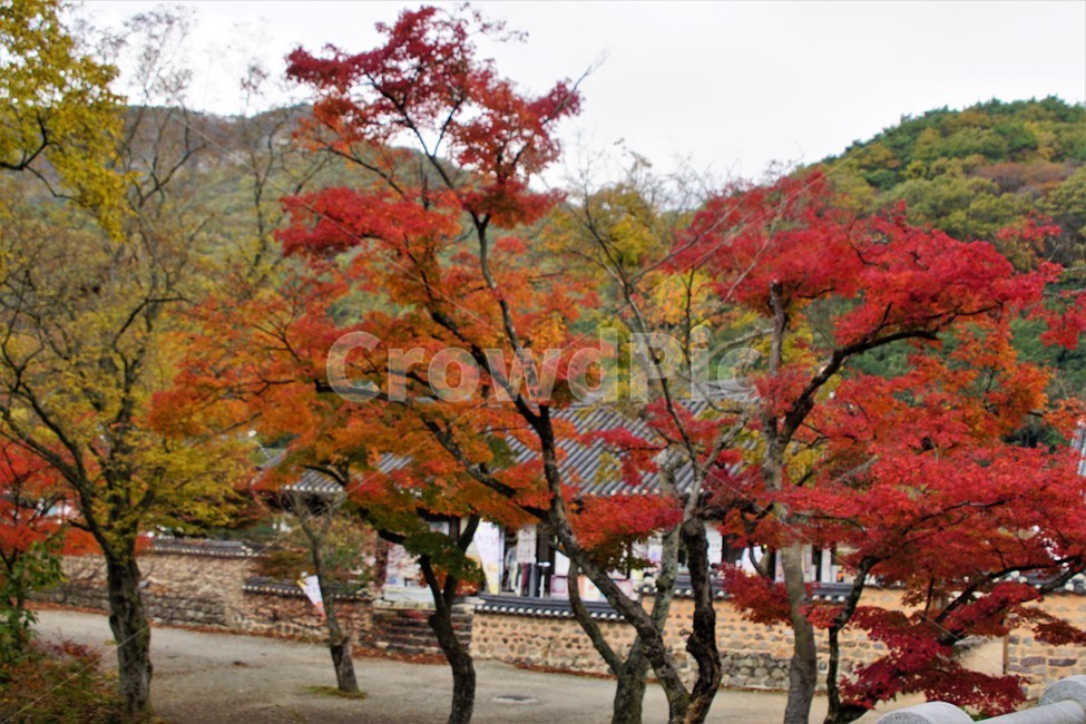 가을,단풍,나무,자연,식물,풍경,계곡물,그림자,초록색,노랑색,붉은색,숲속,fall,autumn,nature,green,trees,red,season,자연풍경,감성,아름다움,하늘,sky,고택,가을,계절,fall,autumn,season,자연,풍경,nature,landscape,한국자연풍경,한국자연경관,korea nature landscape,식물,plants,나무,trees,wood,tree,plant