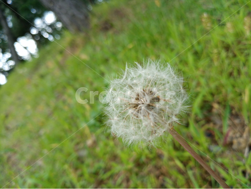 plant,식물,blossom,flower,꽃,민들레,하얀색,희망,포근함,홀씨