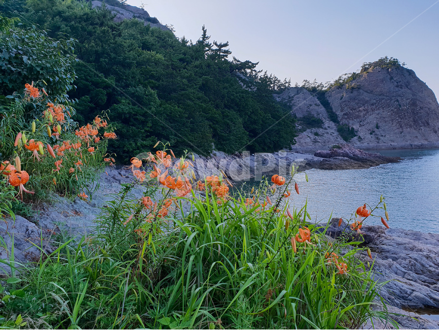 장자도,섬,나리꽃,주황,풍경,바위,자연,풍경,nature,landscape,plant,식물