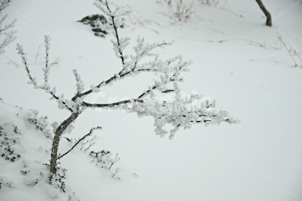 눈꽃,대설,야생,겨울,눈,겨울,계절,winter,season,식물,자연,plants,nature