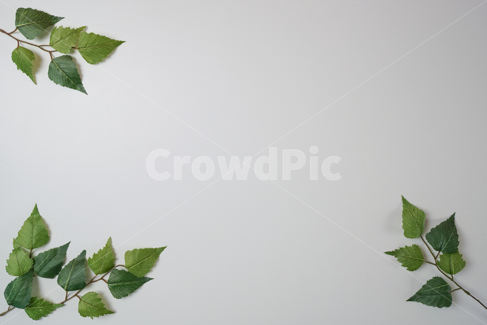배경이미지,배경,꽃잎,풀잎,나뭇잎,화이트,흰배경,화이트배경,백그라운드,백그라운드이미지,합성이미지,합성용이미지,합성용배경,배경합성용,나뭇잎배경,꽃잎배경