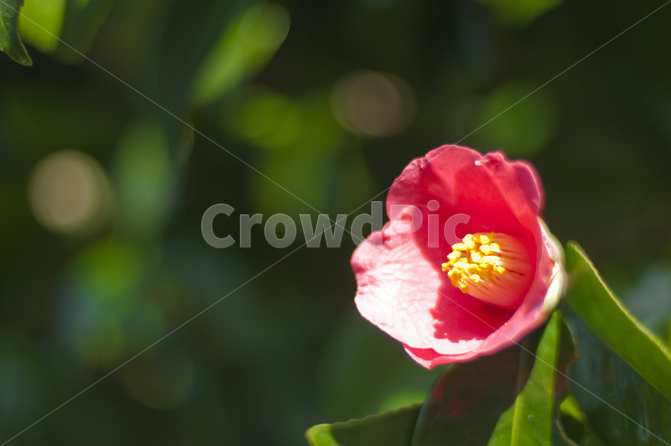 식물,동백꽃,flower,plant,자연,식물,자연,plants,nature,꽃,flower